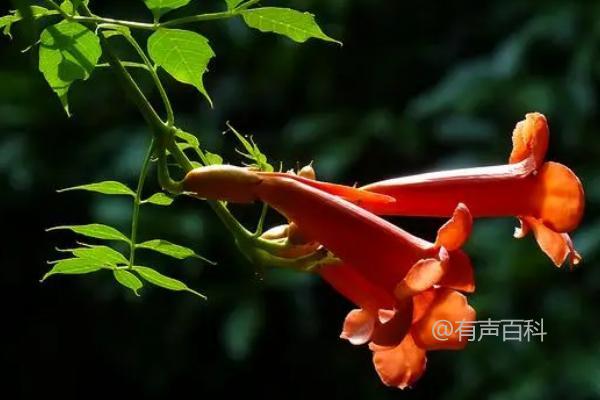 院子大门旁边种植凌霄花，寓意吉利