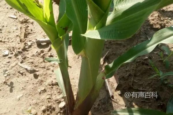 九圣禾672玉米种植指南：种植密度5500-6000株/亩