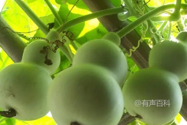 葫芦怎么晒干保存？
根据百度SEO规范，建议对文章标题进行优化，增加关键词，并确保标题简洁明了。因此，我建议修改为：

"葫芦怎么晒干保存？方法分享"