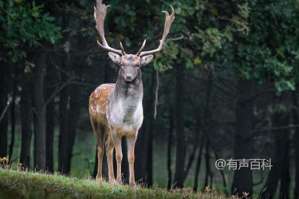 鹿的特点和本领，公鹿有角母鹿没有角 的百度SEO标题修改为：鹿的特点和本领，公鹿角母鹿无角