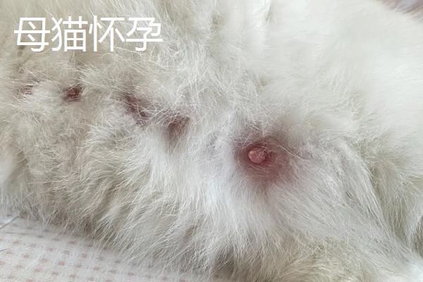 母猫怀孕与猫腹水症状区别及怀孕期间的行为变化