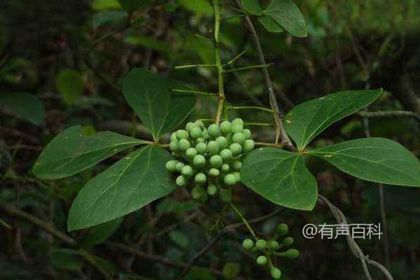 种植赚钱，根据气候条件选择项目