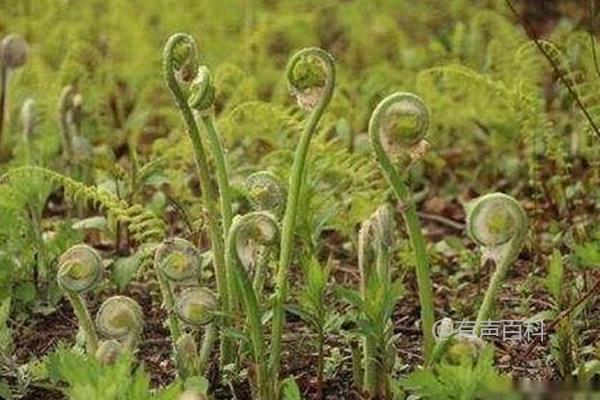 种植赚钱，根据气候条件选择项目