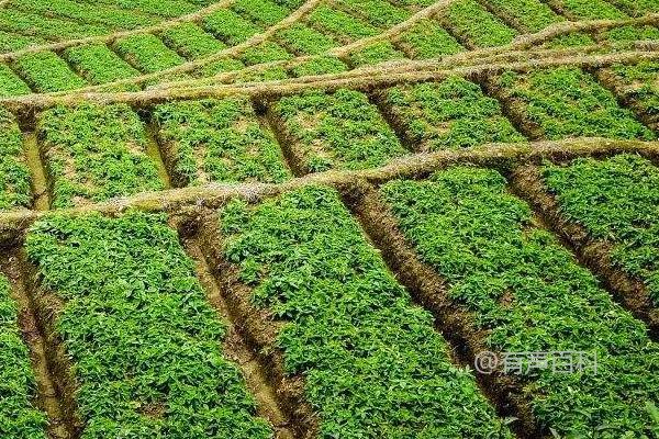 太子参种植技术及栽培管理，块茎繁殖与种子繁殖技巧