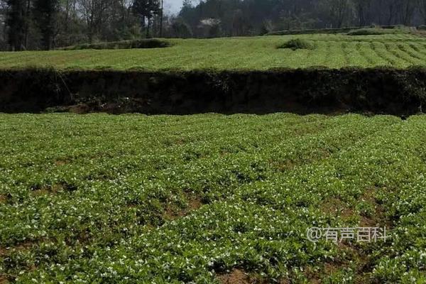 太子参种植技术及栽培管理，块茎繁殖与种子繁殖技巧