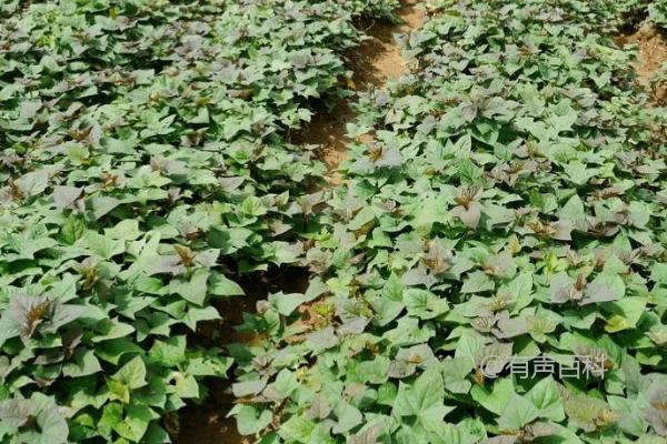 种植地瓜的方法和注意事项，定植地瓜时地上留三叶，埋苗四节