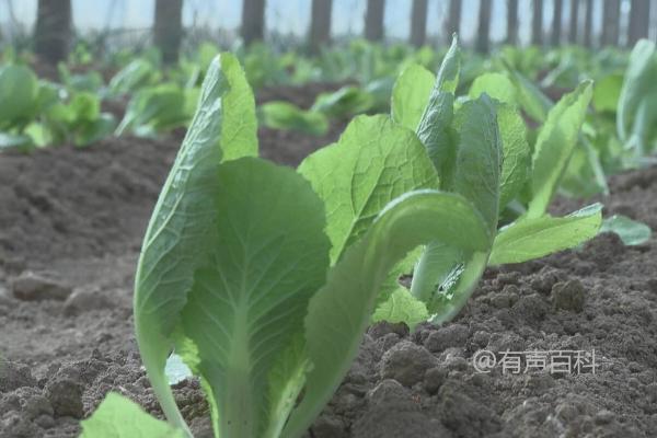 白菜播种后两天下大雨会影响出苗吗？大雨持续时间较长对白菜出苗的影响分析