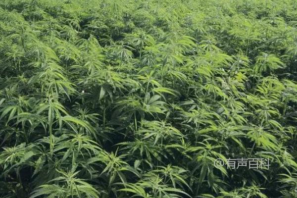 大麻田间管理技术，间苗定苗是高产的关键