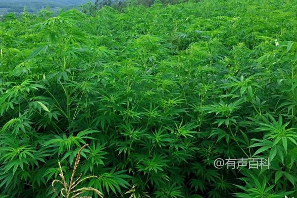 大麻田间管理技术，间苗定苗是高产的关键