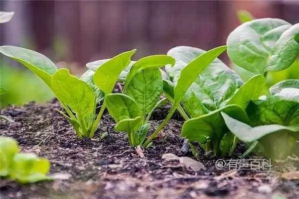 种植越冬菠菜的技巧，适合在微酸性、湿润、肥沃的土壤条件下生长