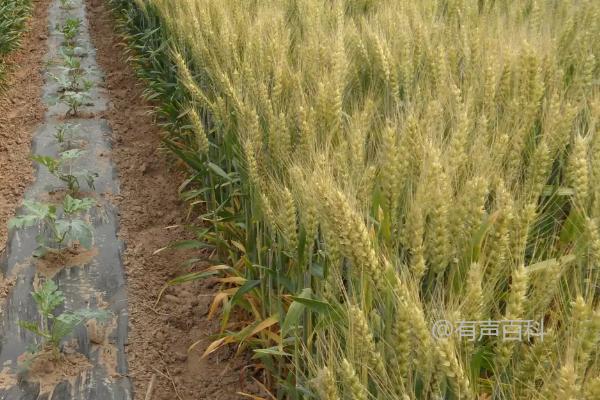 鲁研128小麦品种特点及栽培技术分享