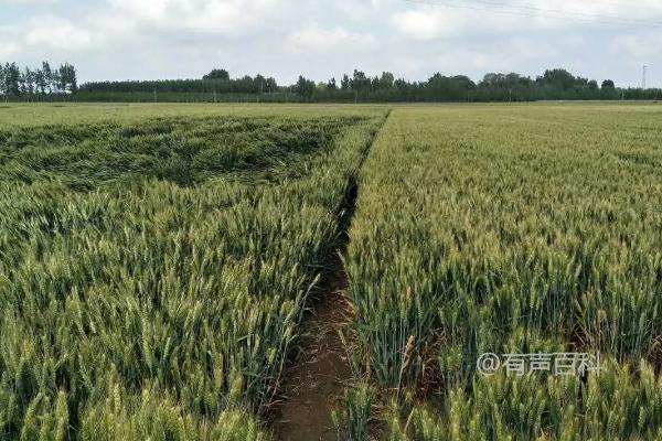 鲁研128小麦品种特点及栽培技术分享