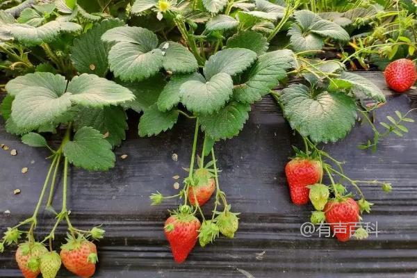 草莓种植：最适合草莓的肥料选择