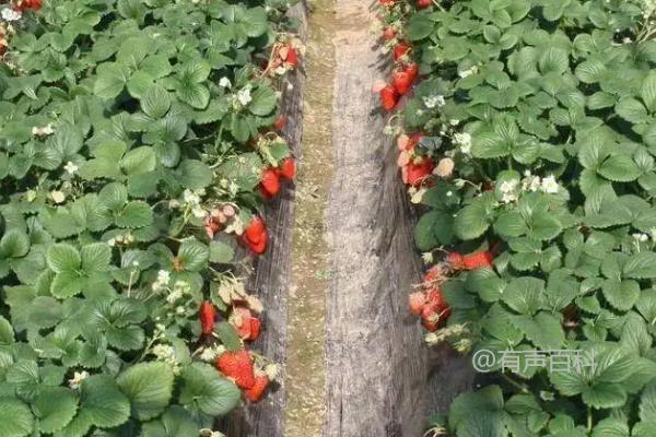 草莓种植：最适合草莓的肥料选择