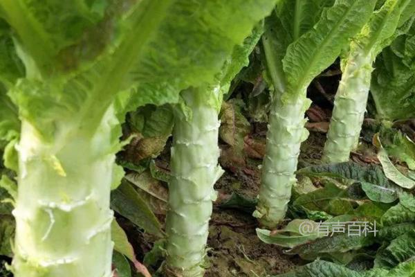 秋天有哪些蔬菜，包括香菜、芹菜、萝卜等品种。这些蔬菜在秋季生长良好，并且在烹饪中提供了丰富的口感和营养。你还有其他关于秋季蔬菜的问题吗？