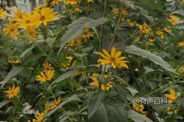 洋姜的收获季节一般在10-12月份