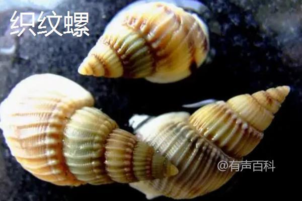 如何养海螺，模拟海水环境，让其正常生存