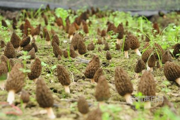 羊肚菌的种植方法和适宜条件