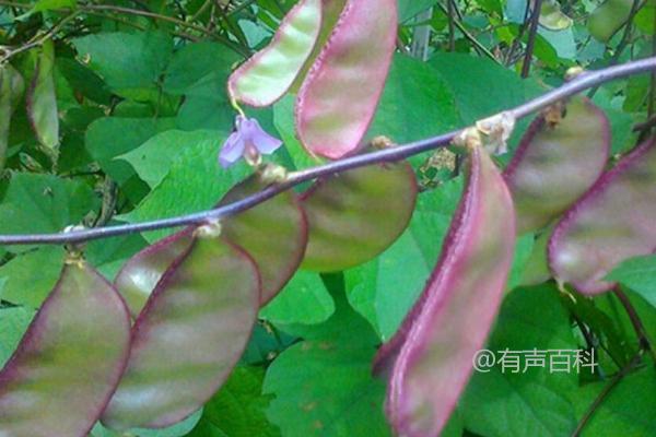 如何种植紫扁豆？最佳播种时间是4-6月份