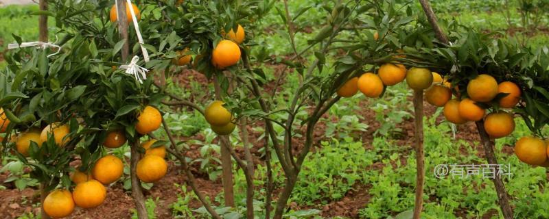 5月份柑橘果树施肥方法和注意事项