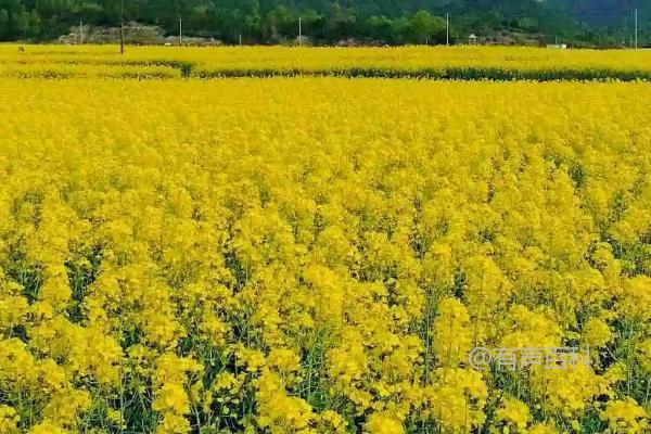 油菜春季施肥配方，2-3月份每亩可施草木灰约150公斤