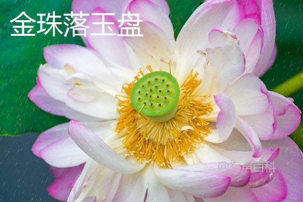 名贵荷花品种推荐