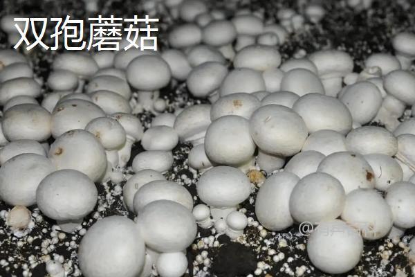 双孢菇和口蘑的鉴别特点