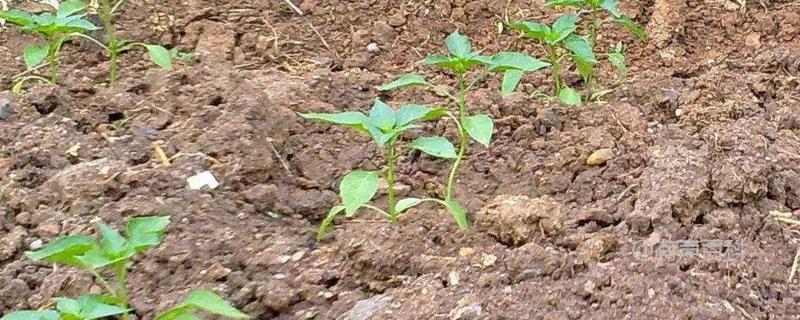 辣椒种植密度及栽培要点