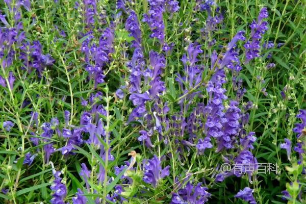 黄芩种植时间选择春季和夏季