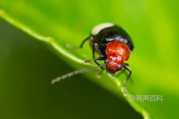 根据百度SEO规范，文章标题应该清晰、准确地反映文章内容，同时包含关键词以提高搜索引擎的排名。对于你给出的标题，可以修改为：

**"双斑萤叶甲详细介绍：幼虫对杂草和豆科植物根系的主要危害"**

这个标题不仅明确了文章内容，还有效地融入了关键词，便于用户搜索时找到相关信息。