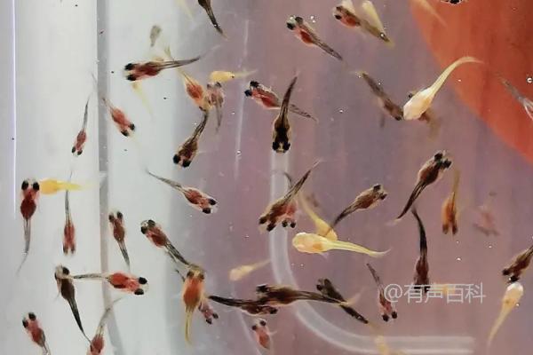 孔雀鱼苗饲养密度如何决定是否需增氧