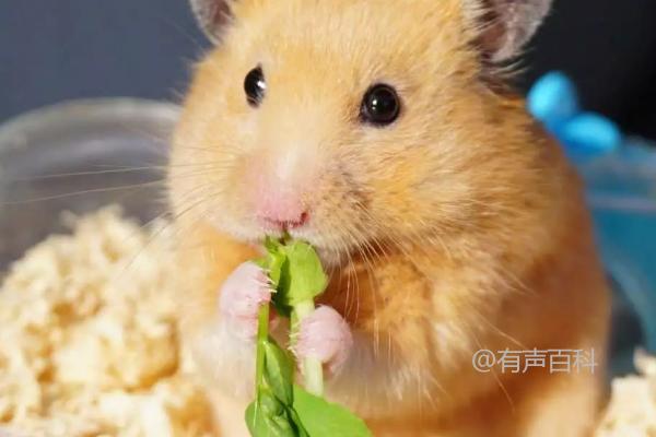 仓鼠幼崽的饲料选择：适合饲喂的蔬菜、水果和谷物