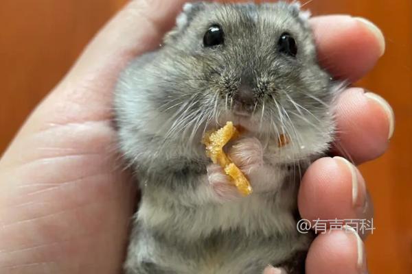 仓鼠幼崽的饲料选择：适合饲喂的蔬菜、水果和谷物