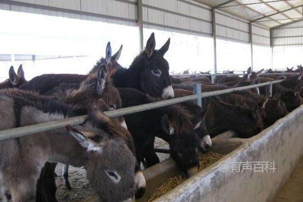 肉驴养殖技术及饮水管理