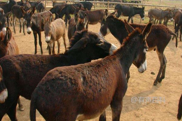 肉驴养殖技术及饮水管理