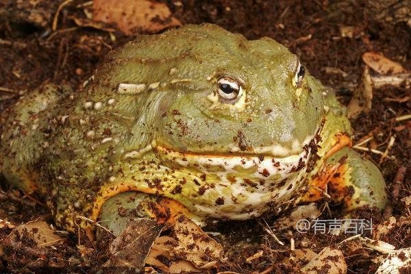 非洲牛蛙品相观察指南