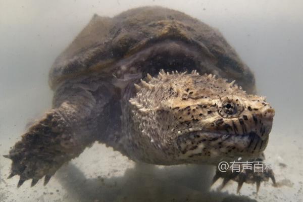 「杂佛鳄龟的饲养方法：水温和食物的选择」