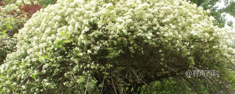 木香花繁殖方法，这五种方法你绝对不能错过