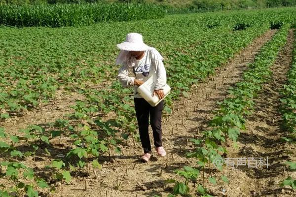 棉花高产施肥要点，蕾前增施钾肥有利于早期生长