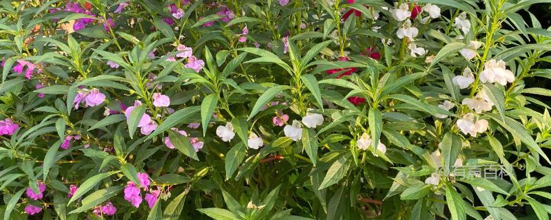 4月份种植凤仙花的方法