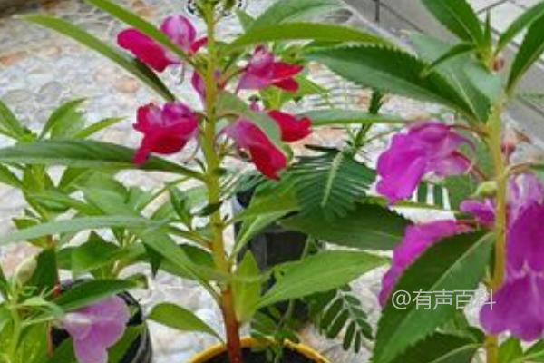 4月份种植凤仙花的方法