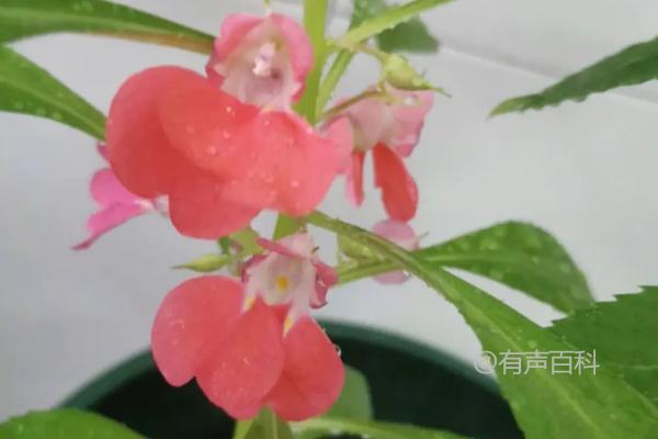 4月份种植凤仙花的方法