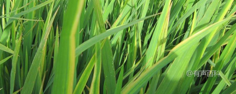 中佳龙粳7005水稻种子详细介绍，该品种主茎叶片