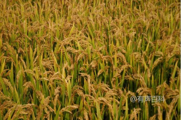 宜优8605水稻种介绍，品种基部叶叶鞘绿色