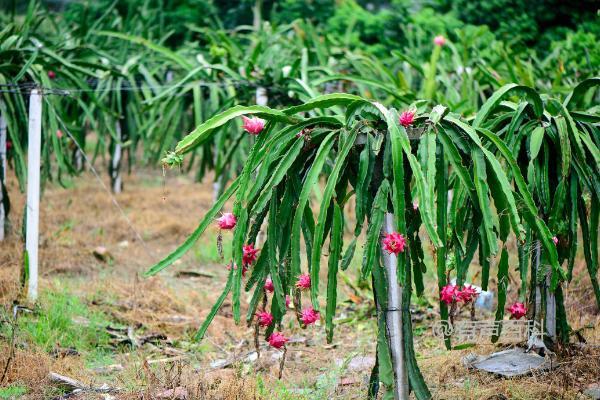 火龙果种植园地条件及附近灌溉设施要求