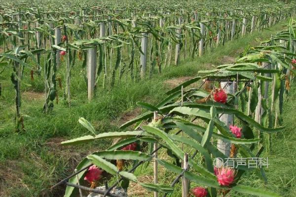 火龙果种植园地条件及附近灌溉设施要求