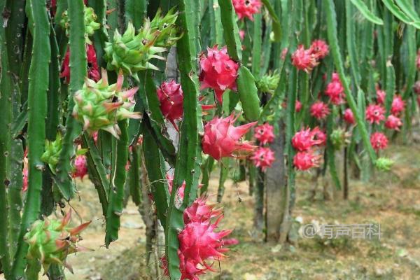 火龙果种植园地条件及附近灌溉设施要求