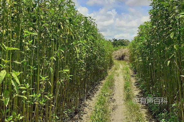 黄麻炭病如何预防和控制，关键在于选用健康种子