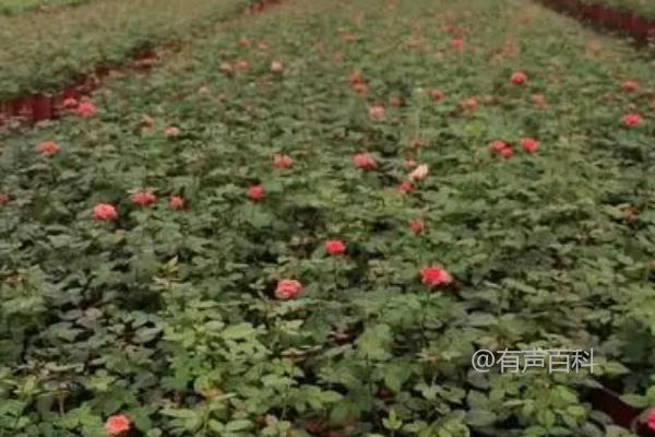 月季花为什么越开越小？光照不足或温度过高的影响是关键