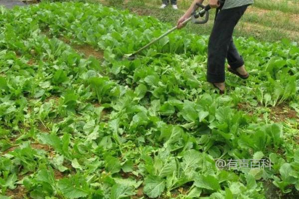 蔬菜小菜蛾防治方法，虫害高发地区轮作瓜豆类【百度SEO规范】